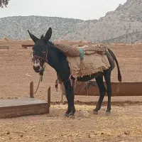 الاغ نر