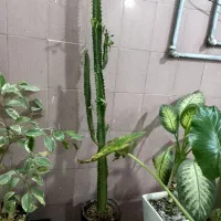 ۱۲ عدد گل و گیاه طبیعی  فقط ۷ ملیون|گل و گیاه طبیعی|ورامین, شهرک مدرس|دیوار