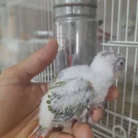 پرنده|پرنده|مهر, |دیوار
