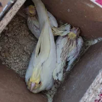 عروس لوتینو زعفرونی با سه تا جوجه و چهارتخم|پرنده|مشهد, شهرک مهرگان|دیوار