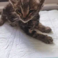 واگذاری رایگان گربه ، حامی بچه گربه