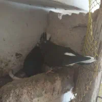 کبوتر|پرنده|پلدشت, |دیوار