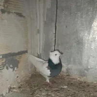 کبوتر طوق|پرنده|کرمانشاه, |دیوار