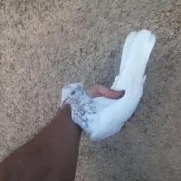 کفتر|پرنده|اراک, |دیوار
