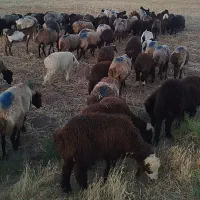 66عددمیش بره دارجوان