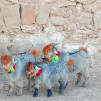 بیگ دوبری گوش خلجی اصلی