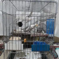 عروس هلندی جفت با ۲ جوجه|پرنده|کرمانشاه, |دیوار