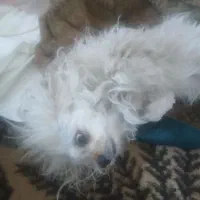 واگذاری سگ شیتسوآلمانی