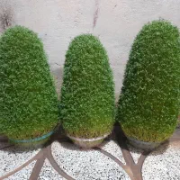 سبزه برای مراسمات|گل و گیاه طبیعی|کوهدشت, |دیوار