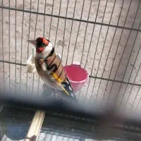 سهره دهن لر ۵ دهنه