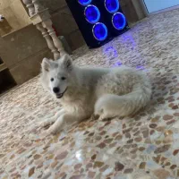 سگ ساموئد 6 ماهه