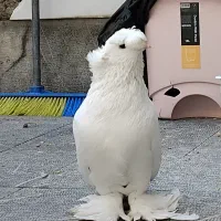 کبوتر بخارا و راعبی