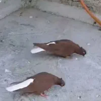 کبوتر دمسفید جفت کاکلی