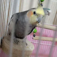 عروس هلندی طوطی برزیلی