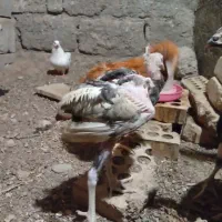 جوجه خروس طوسی رودان|حیوانات مزرعه|بندرعباس, |دیوار