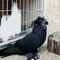 کبوتر زینتی بخارا