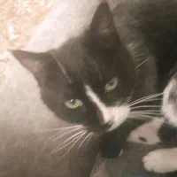 گربه خانگی|گربه|شیروان (خراسان), |دیوار