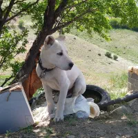 سگ گمشده|حیوانات|سنندج, |دیوار