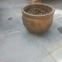 وسایل گل|گل و گیاه طبیعی|شیراز, شهدای شهرک سعدی|دیوار