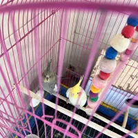 عروس هلندی|پرنده|بافت, |دیوار