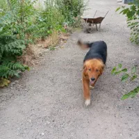 یک قلاده ژرمن وا گذاری میشود