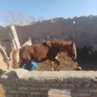 معاوضه با گوسفندم دارم