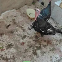 بوقلمون محلی