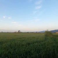۵۰۰۰ متر زمین کشاورزی