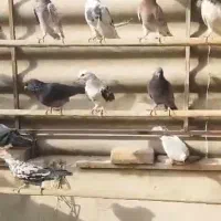 کبوتر بارجدیدرسید|پرنده|کوهدشت, |دیوار