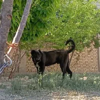 سگ سرابی|سگ|فرخ‌شهر, |دیوار
