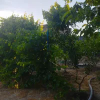 فروش باغ با قیمت مناسب
