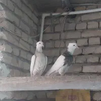 طوقی|پرنده|خمینی‌شهر, |دیوار