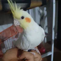 عروس هلندی