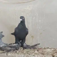 فی.لی ایاخ لی نر|پرنده|تبریز, |دیوار