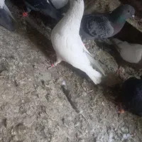 کبوتر سالم سرحال پرشی