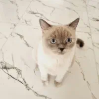 گربه بریتیش بلو