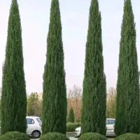 سرو ناز ژنتیکی