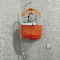 عروس هلندی ماده همراه با قفس|پرنده|رشت, شهریاران|دیوار