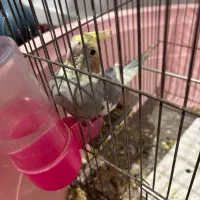 عروس هالندی