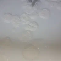 پخش دوغ مشک