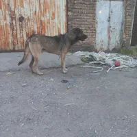 سرابی نر