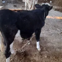 گاو سیمینتال اصل با گوساله|حیوانات مزرعه|آبدان, |دیوار