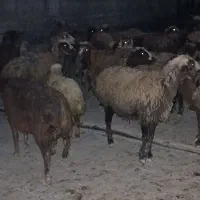 میش بره ۲۰جفت