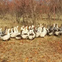 غاز|حیوانات مزرعه|پیرانشهر, |دیوار