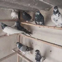 کبوتر