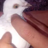 کبوتر تهرانی زوردار|پرنده|سرپل ذهاب, |دیوار