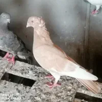 کبوتر|پرنده|خورموج, |دیوار