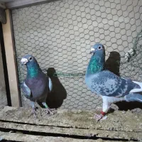 پلاکی مسافتی المانی پولکی قره|حیوانات مزرعه|مشهد, کوی دروی|دیوار