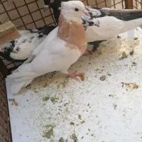 7 عدد کبوتر هوایی بازی کن با گنجه|پرنده|شیراز, نیستان|دیوار