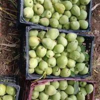 گلابی تازه چین